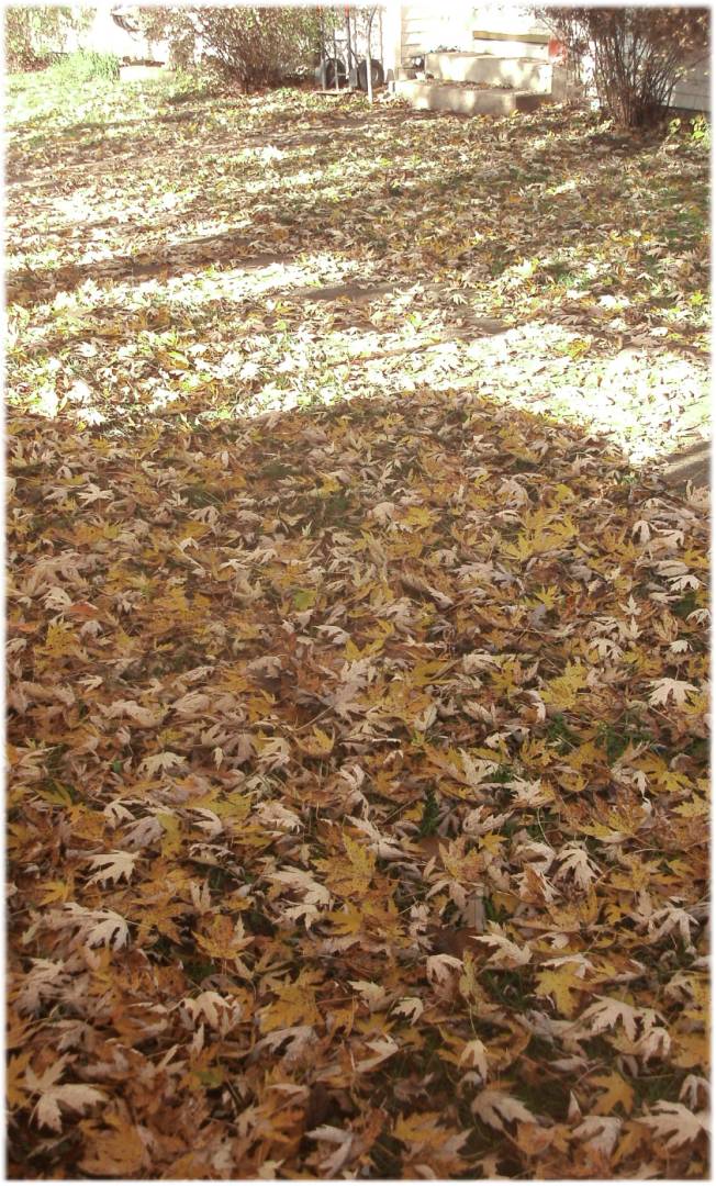 Mow-the-Leaves-BEFORE_562x1080.jpg